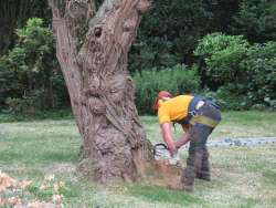 Bomen rooien in Bakel